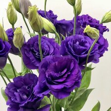 Схема вышивки «сиреневые цветы»