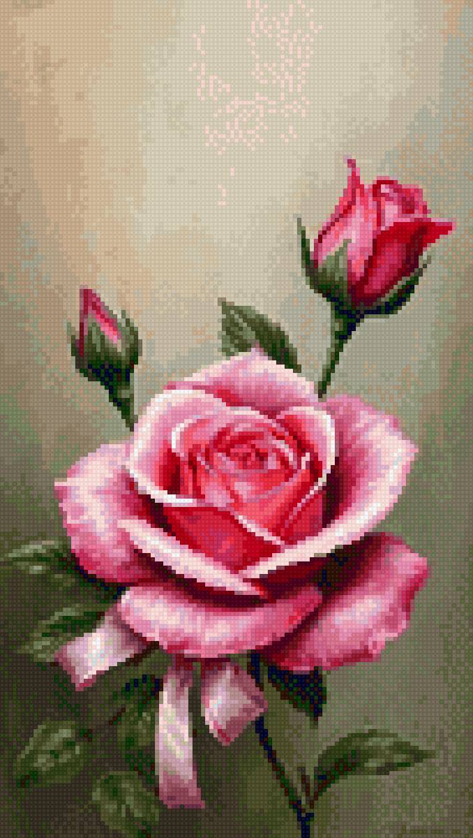 роза - роза - предпросмотр