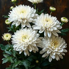 Схема вышивки «Хризантемы»