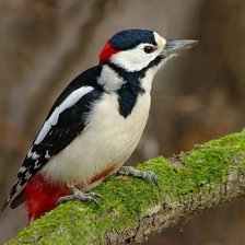 Схема вышивки «Дятел»