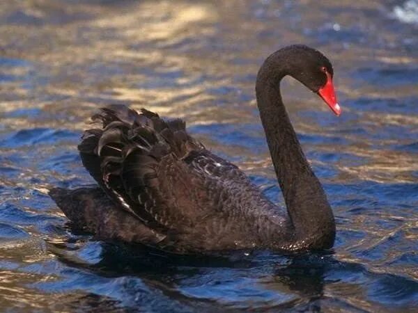 Черный лебедь - птицы - оригинал