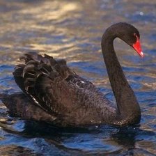 Схема вышивки «Черный лебедь»