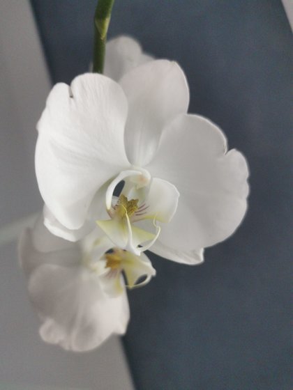 Белая орхидея - орхидея, экзотика, нежность, цветы, белый - оригинал
