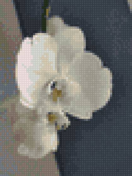 Белая орхидея - нежность, цветы, экзотика, белый, орхидея - предпросмотр