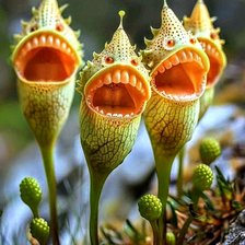 Схема вышивки «Цветы»