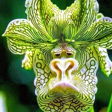 Схема вышивки «Цветы»