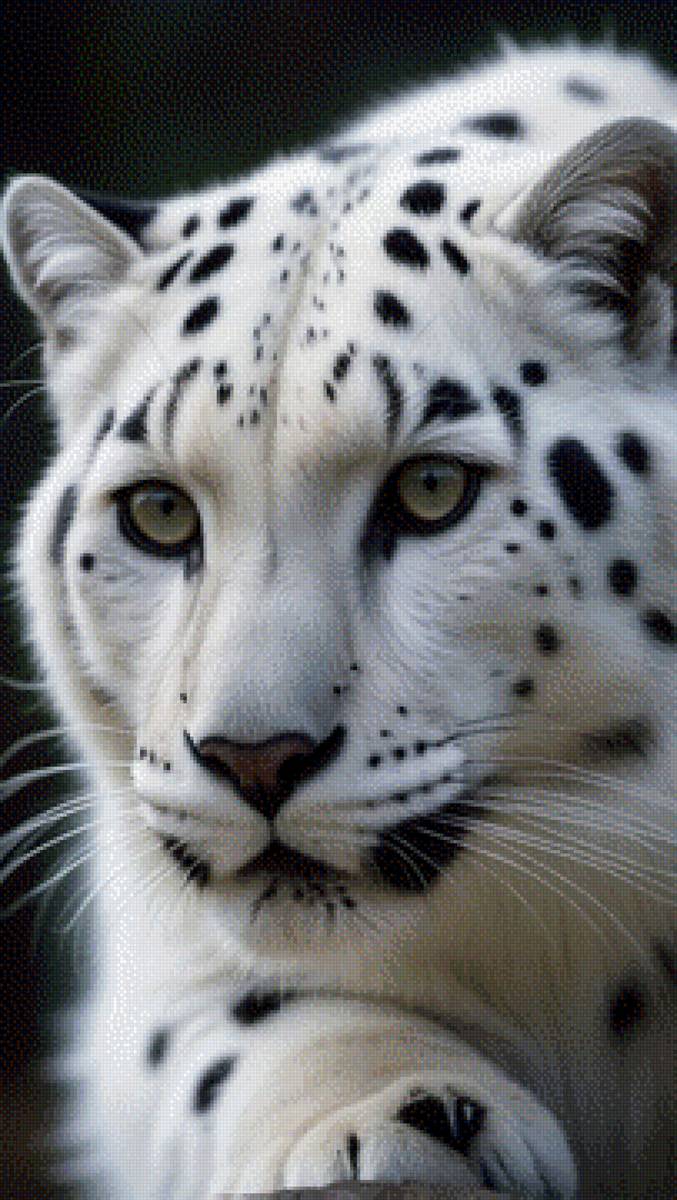 красавец - звери, кошки - предпросмотр