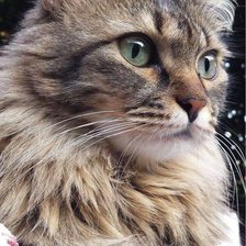 Схема вышивки «кот»