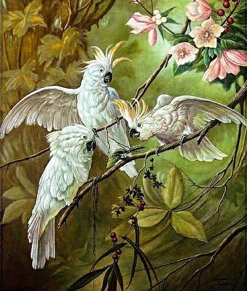 Попугайские разборки - попугаи, птицы - оригинал
