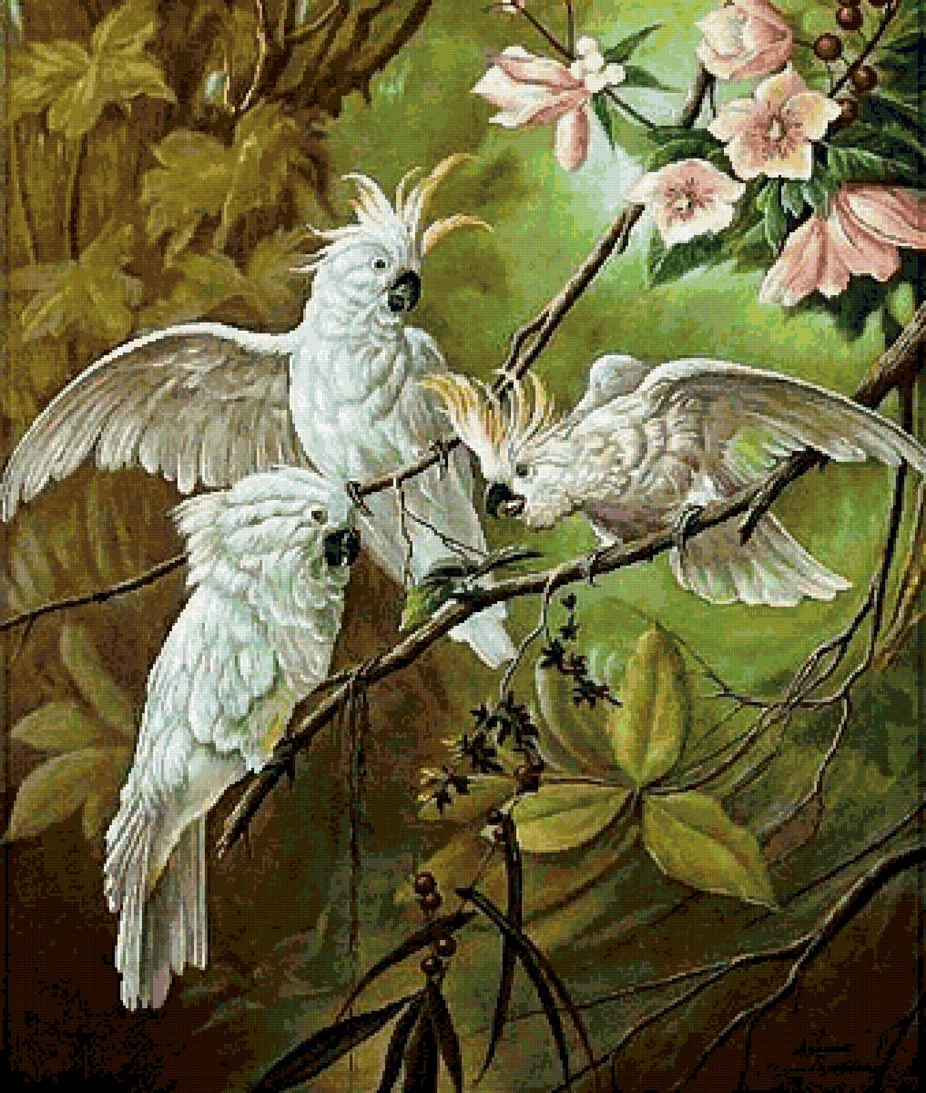 Попугайские разборки - попугаи, птицы - предпросмотр