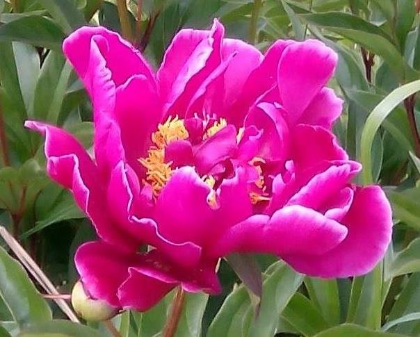 Любимый пион - на даче, пион - оригинал