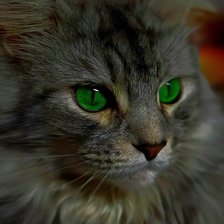 Схема вышивки «Кошка Луна»