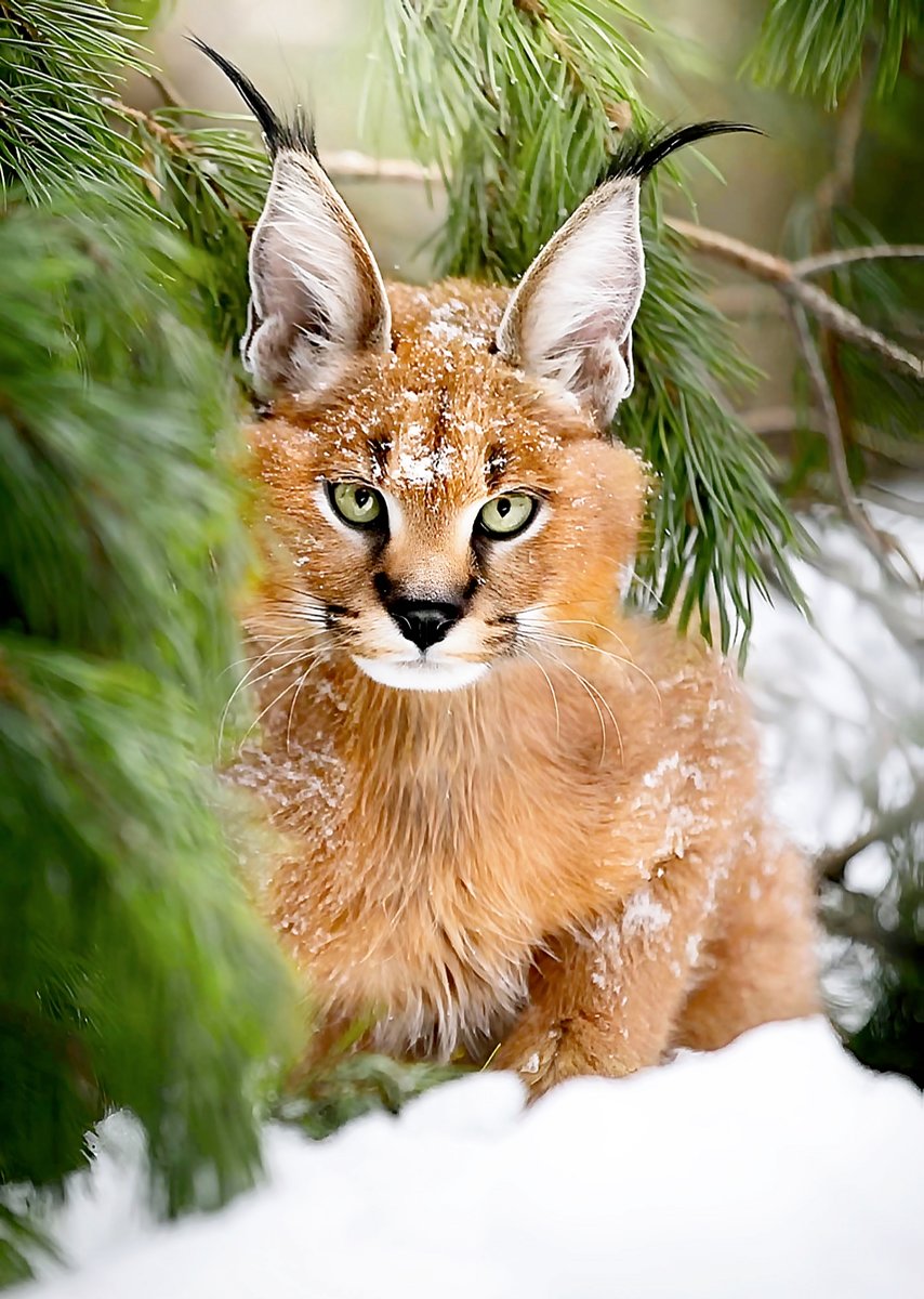 Киска - дикие животные, рысь - оригинал