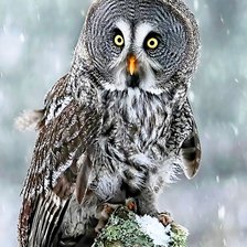 Схема вышивки «Птичка (Всем здрасьте)»