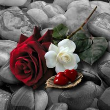 Схема вышивки «Rosa»