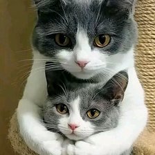 Схема вышивки «Кошка с котенком»