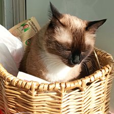 Схема вышивки «Кот Дар»