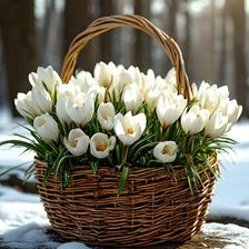 Схема вышивки «Крокусы»