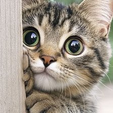 Схема вышивки «Котик»