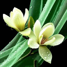 Схема вышивки «Магнолия»