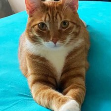 Схема вышивки «Кот Тося»