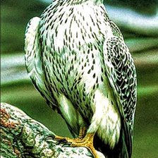 Схема вышивки «Птицы»