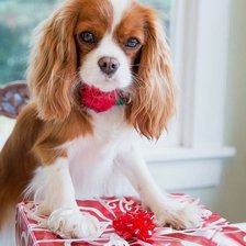 Схема вышивки «собака»