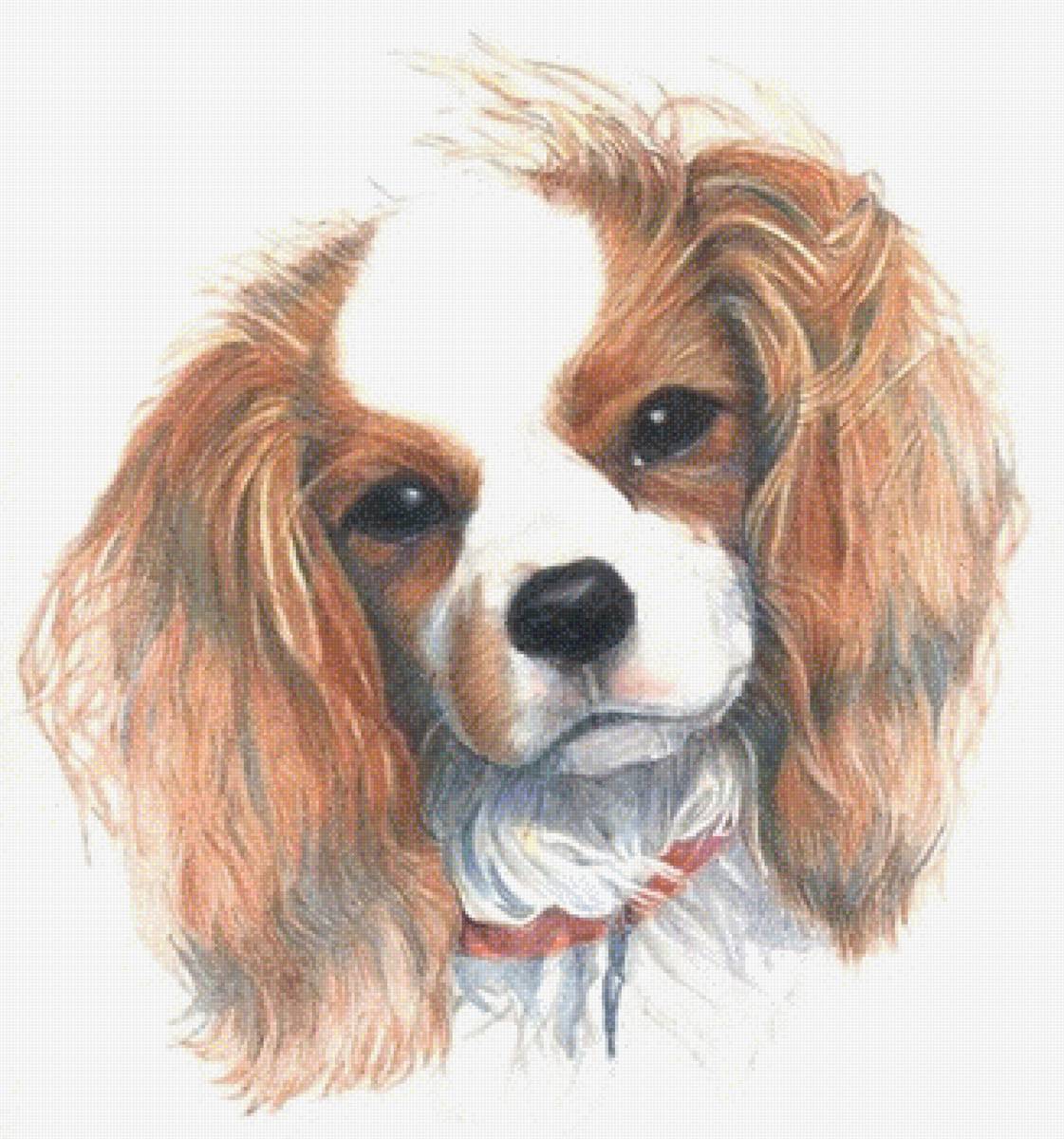 собака кавалер - предпросмотр