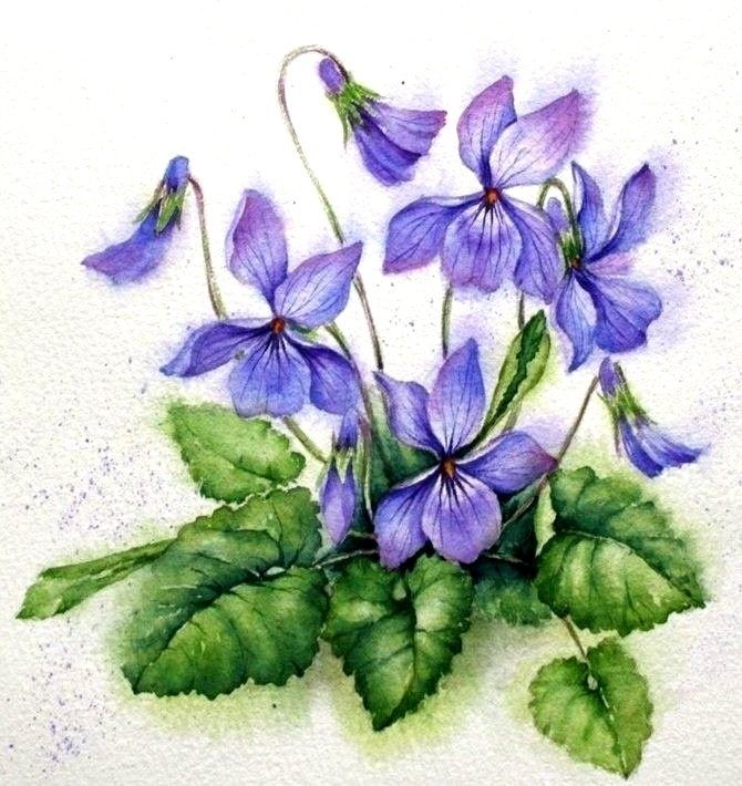 Фиалки - оригинал