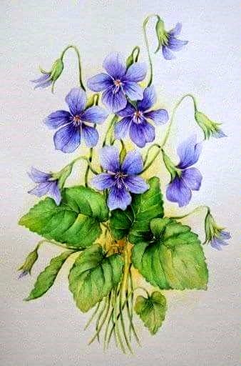 Fiołek - оригинал