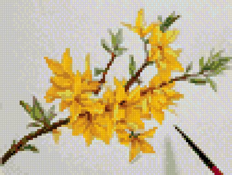 Форзиция нарядная - предпросмотр