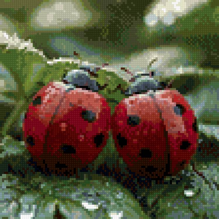 Божие коровки 2 - божие коровки - предпросмотр