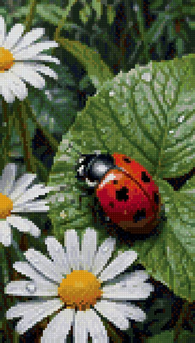 Lady bug - насекомые, природа, цветы - предпросмотр