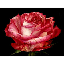 Схема вышивки «Роза»