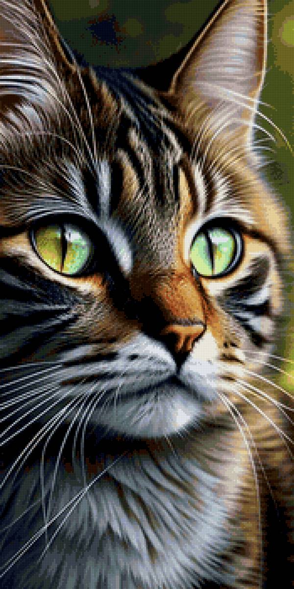 кот - кот - предпросмотр