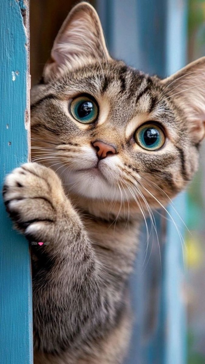 Кот - животные, котик - оригинал