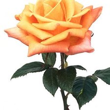 Схема вышивки «Роза»