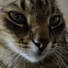 Схема вышивки «Кот муха»