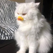 Схема вышивки «Mèo Mỏ Vịt»