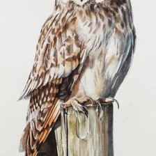 Схема вышивки «Сова»