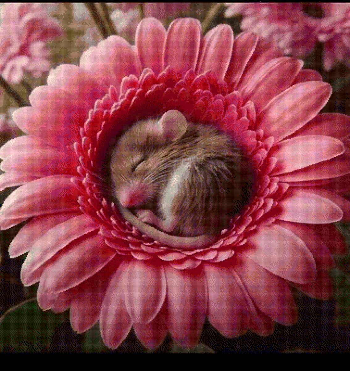 Полуденный сон - мышь - предпросмотр