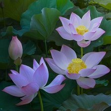 Схема вышивки «№2882675»