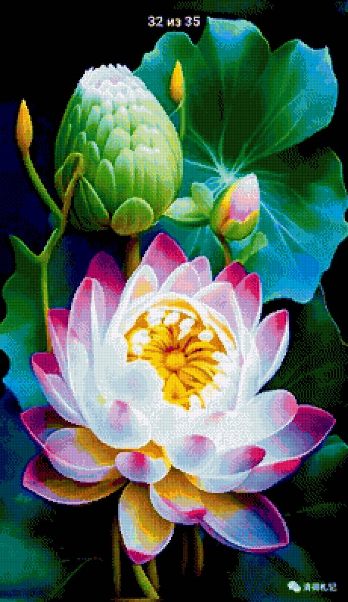 Цветы - кувшинки - предпросмотр