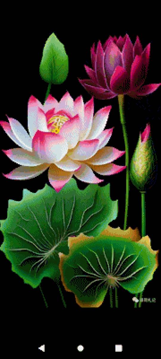 Цветы - кувшинки - предпросмотр