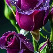 Схема вышивки «rosa»