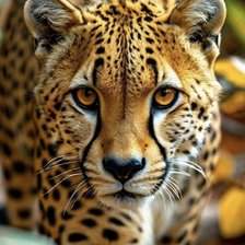 Схема вышивки «Tiger»