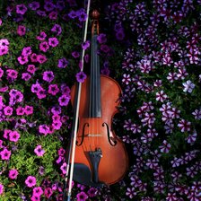 Схема вышивки «Violon saskia»