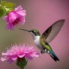 Схема вышивки «Колибри»