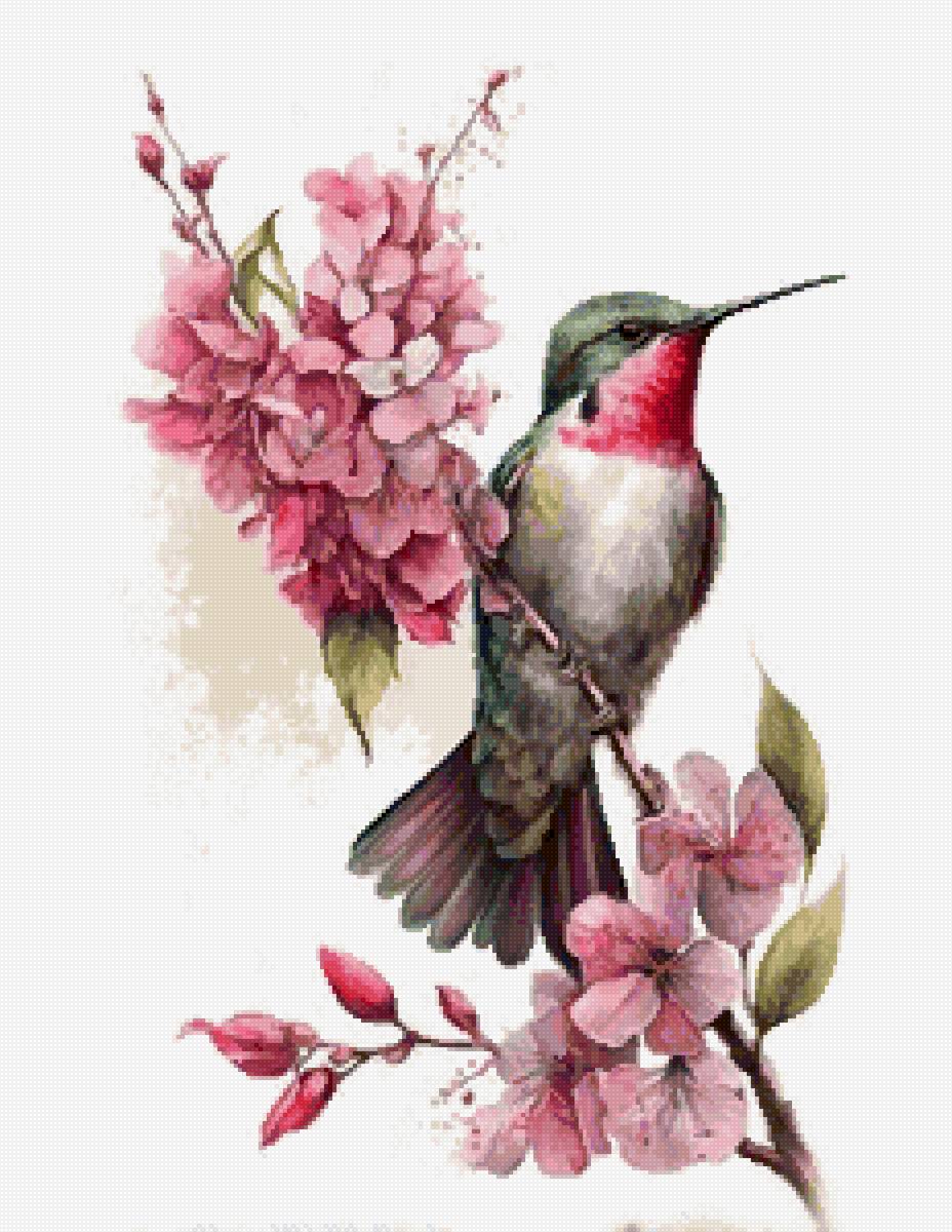 Колибри - птица колибри - предпросмотр