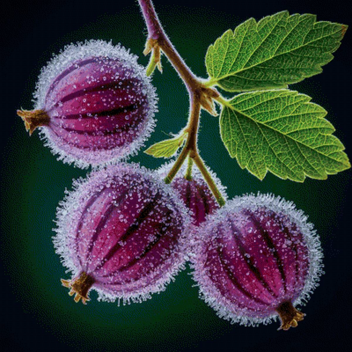 ягоды - предпросмотр